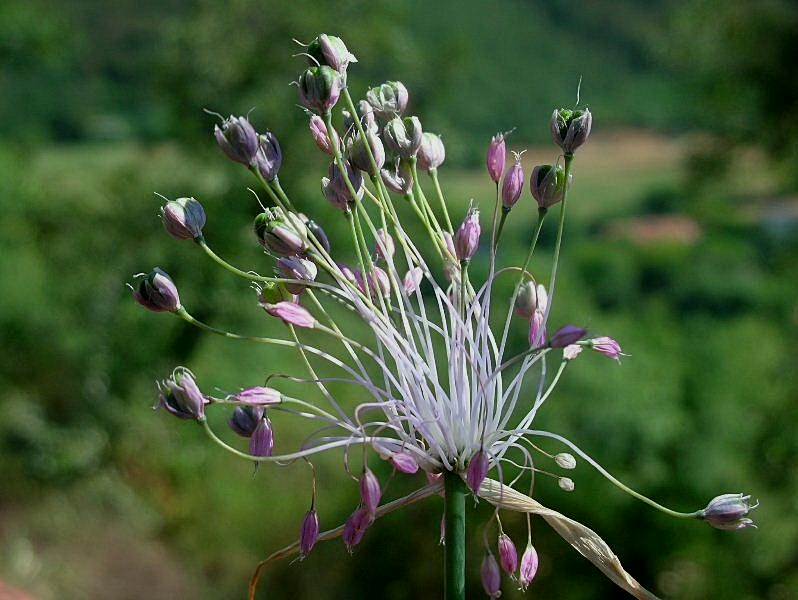 Allium cirrhosum (=Allium carinatum subsp. pulchellum) / Aglio delle streghe